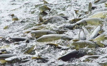 生物水处理消泡剂的使用案例