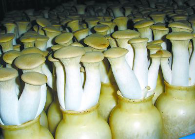 菌种下的泡沫，都交给液体菌种用消泡剂