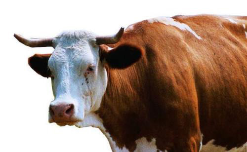 临门一脚的福气，可不能被泡沫破坏——动物胶消泡剂