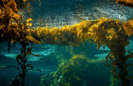 重磅！打击水处理泡沫用无硅水处理消泡剂